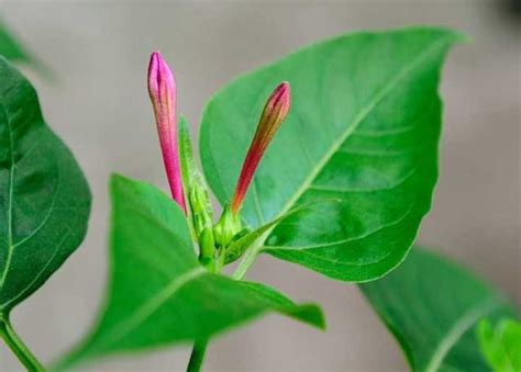 夜來香風水|【夜來香花風水】夜來香有什麼風水禁忌需要注意什麼 